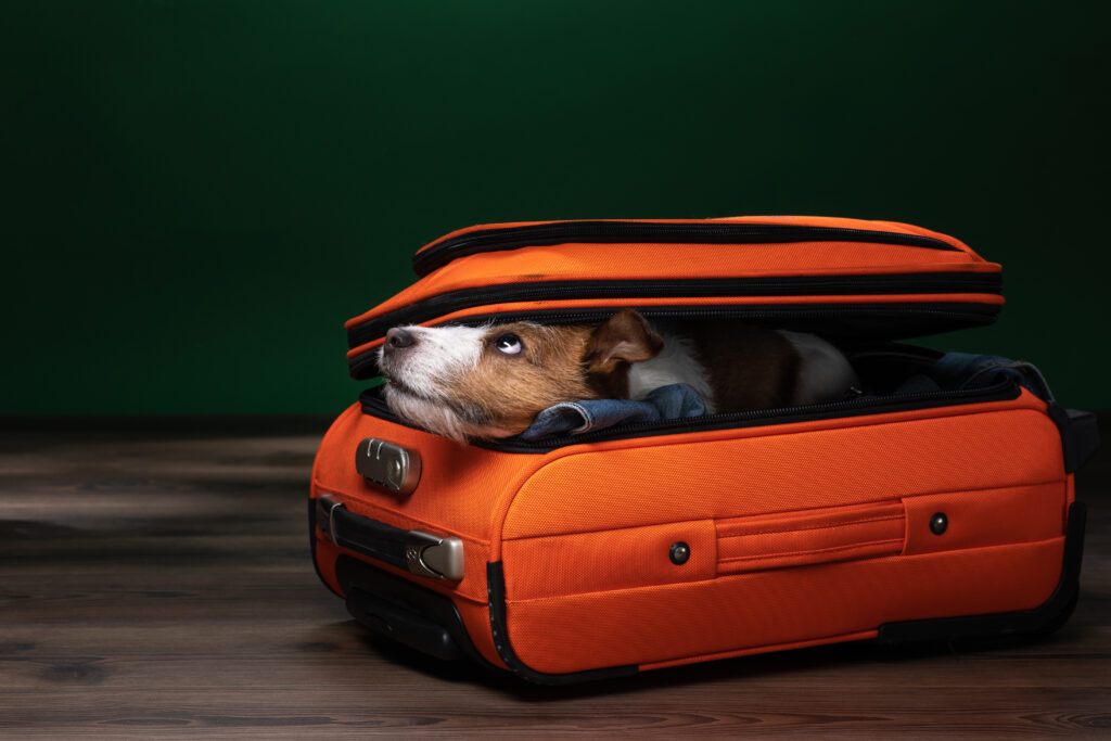 Moving to the Canaries with Pets: An Insider’s Guide for Dogs & Cats